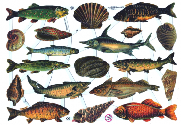 "Fische",  7259, mit Glimmer, Glanzbilder, Größe: 16,5 x 23,5 cm