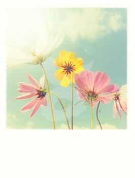 PolaCARD "Himmelsblumen" Postkarte, Größe: 14,0x10,8 cm
