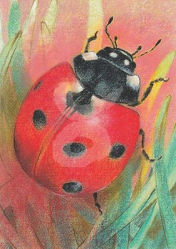 Loes Botman "Klein Insectenboek 2" Postkarte, Größe: 10,5x15 cm