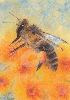 Loes Botman "Klein Insectenboek 4" Postkarte, Größe: 10,5x15 cm