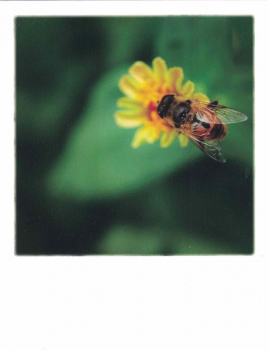 PolaCARD "Flower bee" Biene Postkarte, Größe: 14,0x10,8 cm