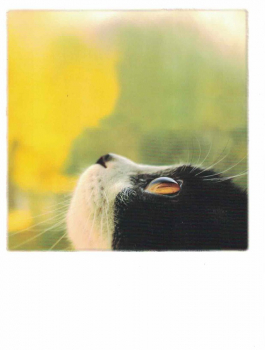 PolaCARD "Katze schaut hoch" Postkarte, Größe: 14,0x10,8 cm