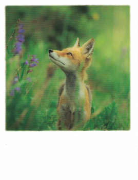 PolaCARD "Fox, Fuchs" Postkarte, Größe: 14,0x10,8 cm
