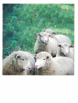PolaCARD "Schafe" Postkarte, Größe: 14,0x10,8 cm