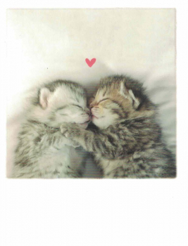 PolaCARD "Zwei Kätzchen" Postkarte, Größe: 14,0x10,8 cm