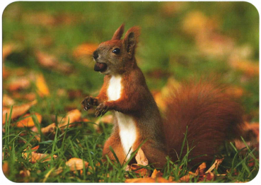 "Eichhörnchen" Postkarte, Größe: 10,5x15 cm
