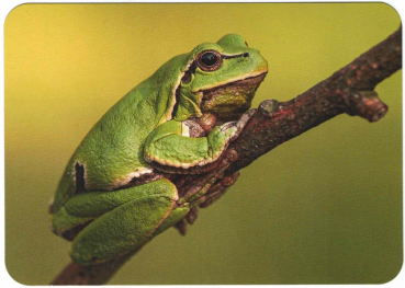 "Frosch" Postkarte, Größe: 10,5x15 cm