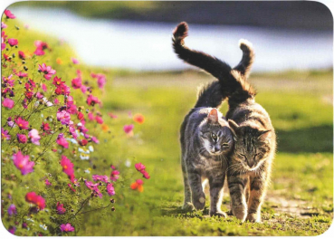 "Katzen" Postkarte, Größe: 10,5x15 cm