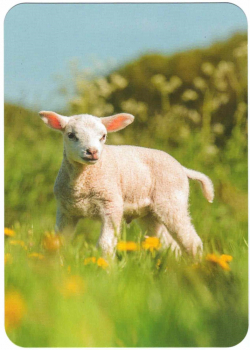 "Lamm" Postkarte, Größe: 10,5x15 cm
