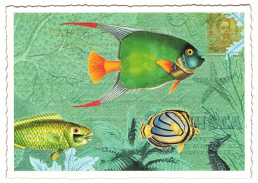 Edition Tausendschön "'Fische" PK981 Postkarte Größe: 10,5x15 cm