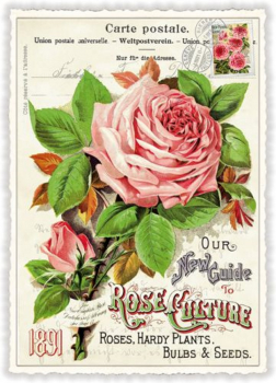 Edition Tausendschön "Rose" PK901 Größe: 10,5x15 cm