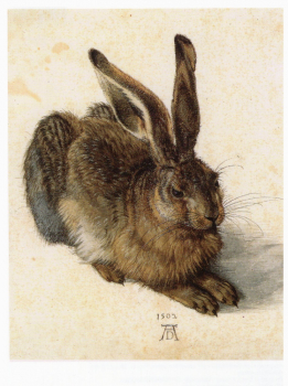 Albrecht Dürer "Feldhase 1502" Postkarte, Größe: 10,5x15 cm