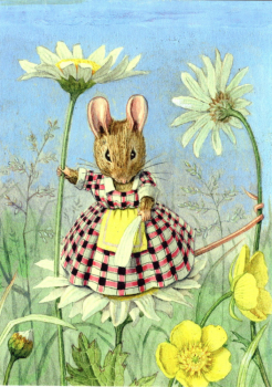 Racey Helps "Mouse on Ox-Eye Daisy" Postkarte, Größe: 10,5x15 cm