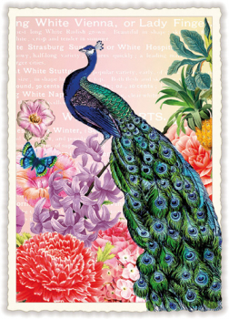 Edition Tausendschön "Pfau", mit Schmetterling  PK483 Größe: 10,5x15 cm