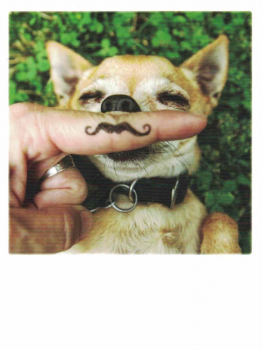 PolaCARD "Chihuahua" Postkarte, Größe: 14,0x10,8 cm