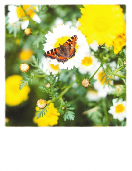 PolaCARD "Schmetterling im Frühling" Postkarte, Größe: 14,0x10,8 cm