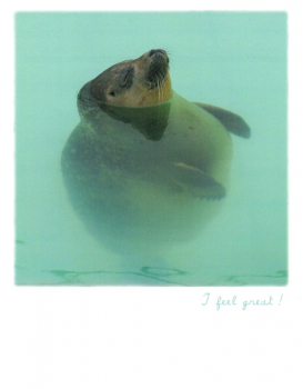 PolaCARD "Seehund" Postkarte, Größe: 14,0x10,8 cm