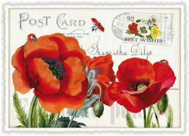 Edition Tausendschön "Mohnblumen" PK667 Größe: 10,5x15 cm
