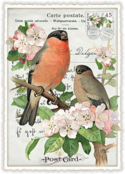 Edition Tausendschön "Vogelpaar" PK658 Größe: 10,5x15 cm
