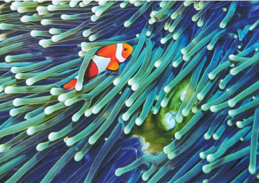 "Clownfisch" Postkarte, Größe: 10,5x14,8 cm