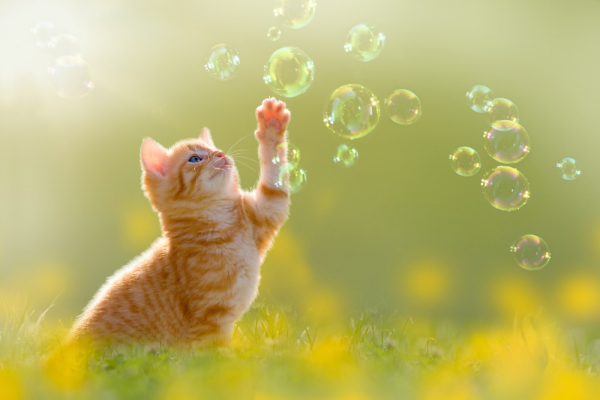 Katze mit Seifenblasen