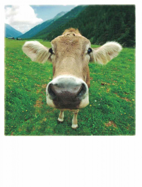 eine recht neugierige Kuh a curious cow Ansichtskarte in schwarz-weiß 